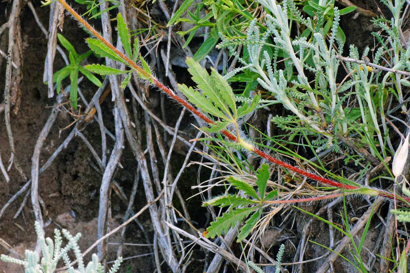 Potentilla recta